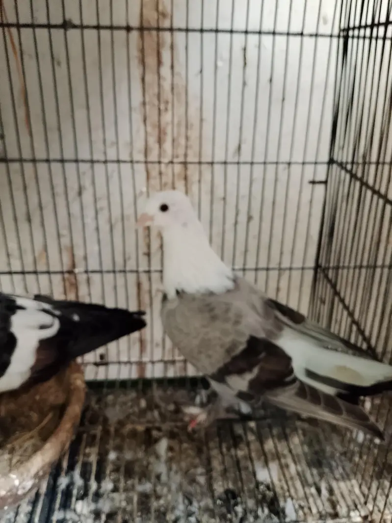 Sabaz Karbalai breeder pair — photo 3