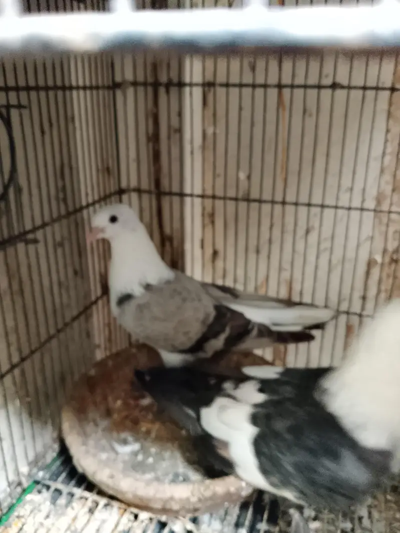 Sabaz Karbalai breeder pair — photo 4