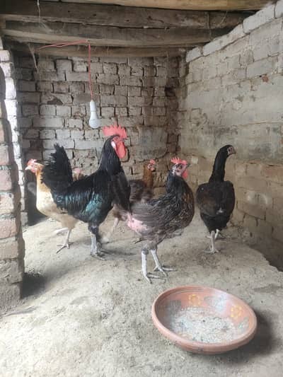 dasi murgiyan for sale