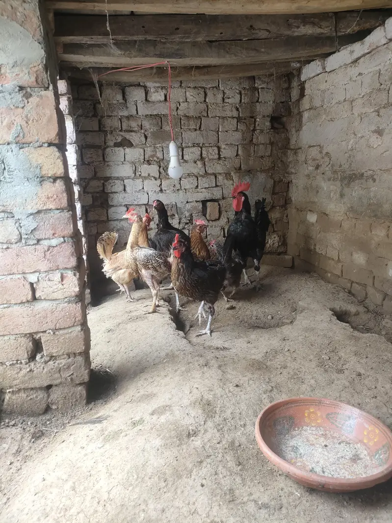 dasi murgiyan for sale — photo 2