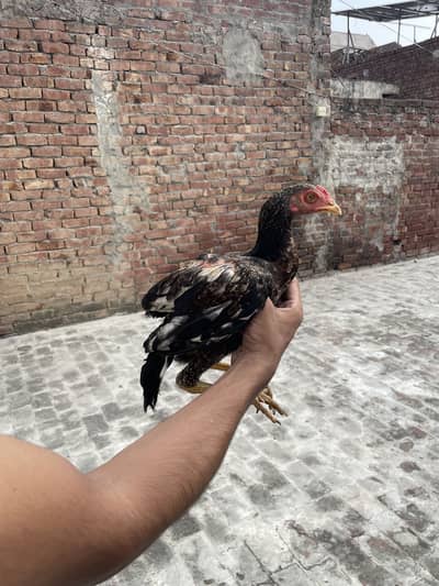 Mianwali Aseels Chicks