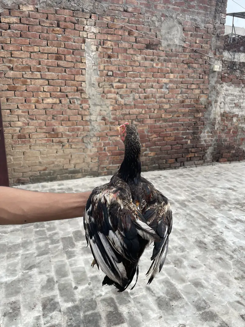Mianwali Aseels Chicks — photo 2