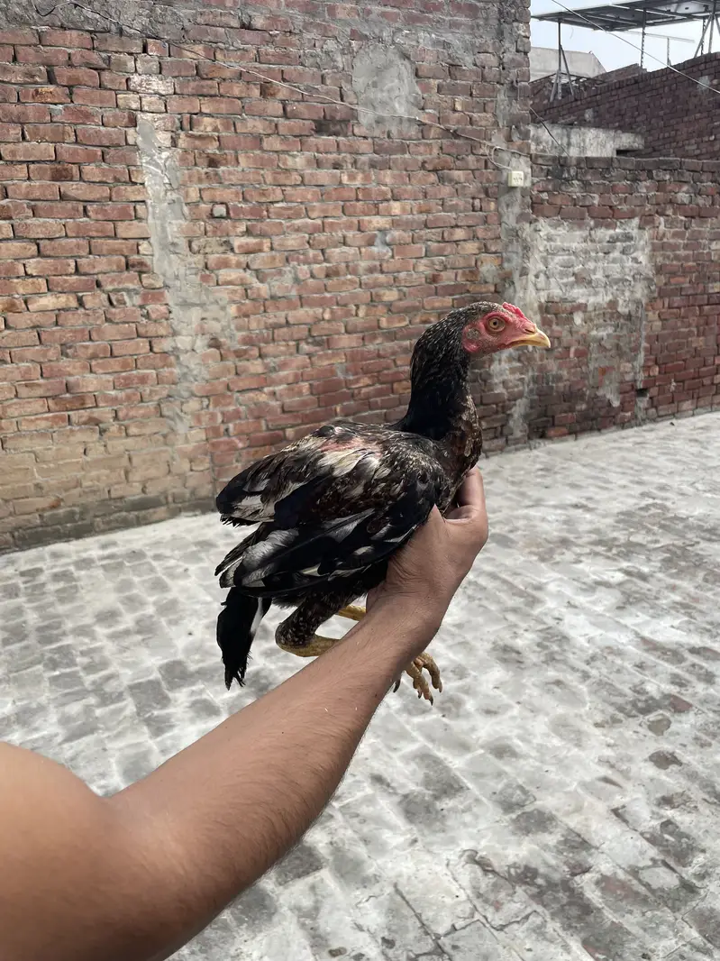 Mianwali Aseels Chicks — photo 3