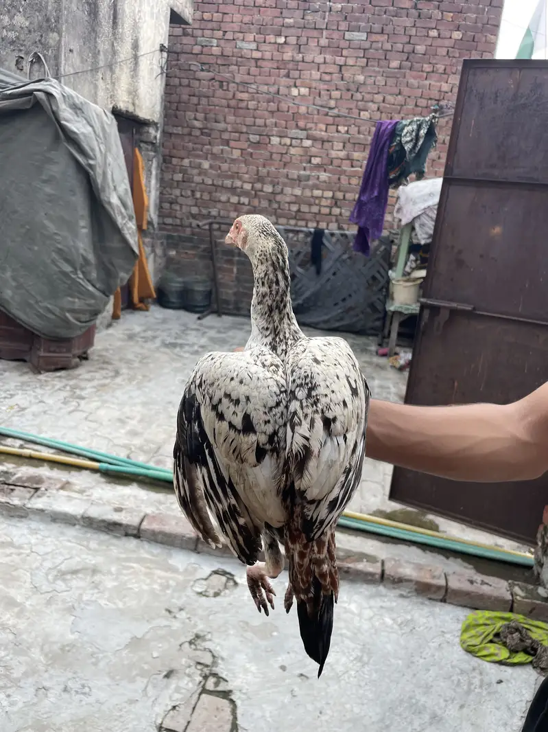 Mianwali Aseels Chicks — photo 4