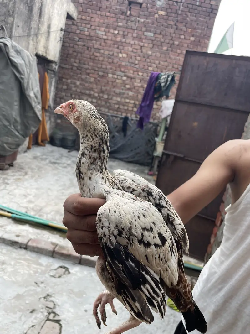 Mianwali Aseels Chicks — photo 5