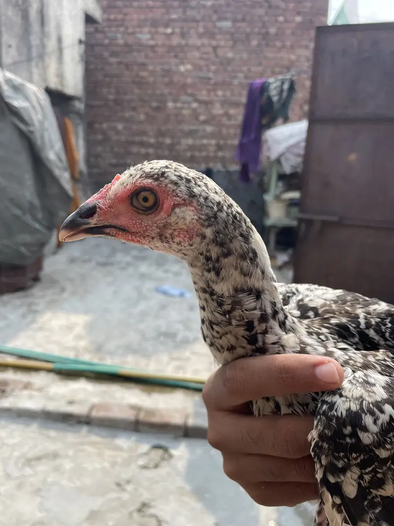 Mianwali Aseels Chicks — photo 6