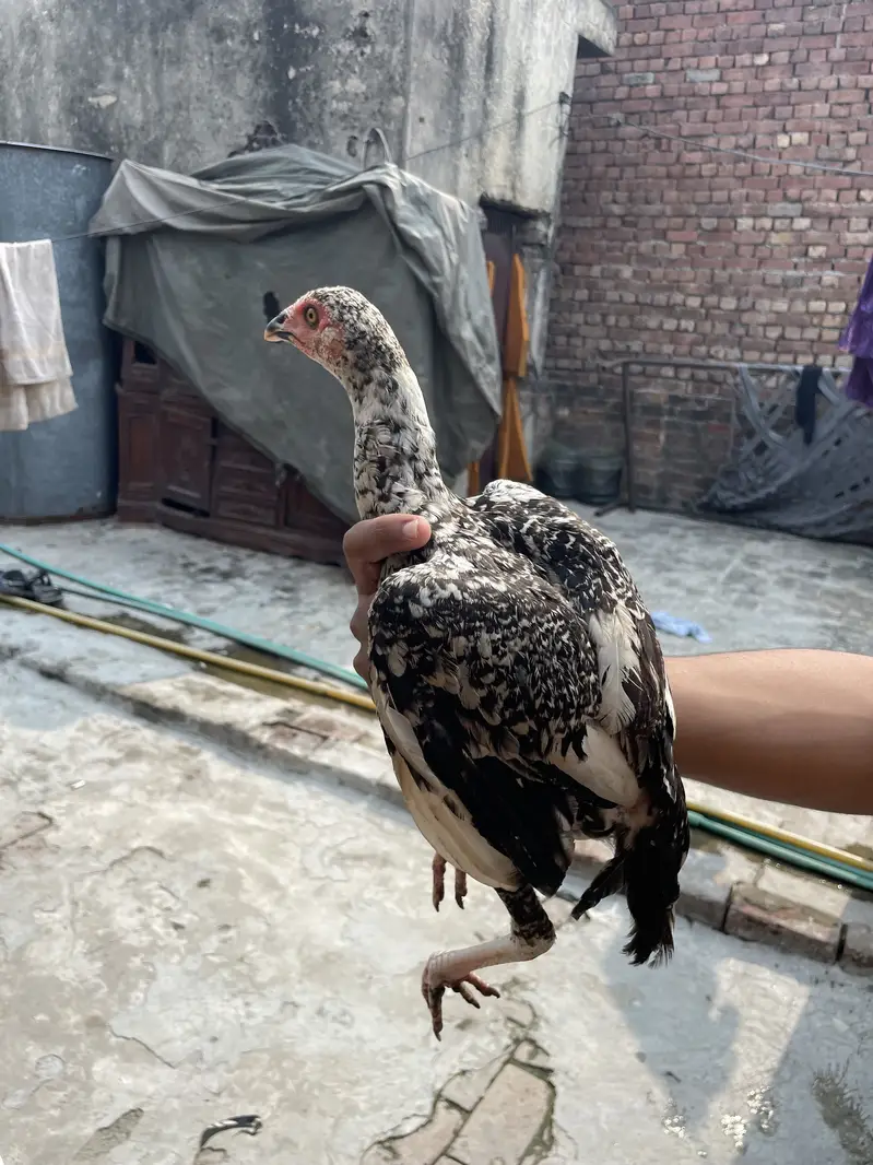 Mianwali Aseels Chicks — photo 7