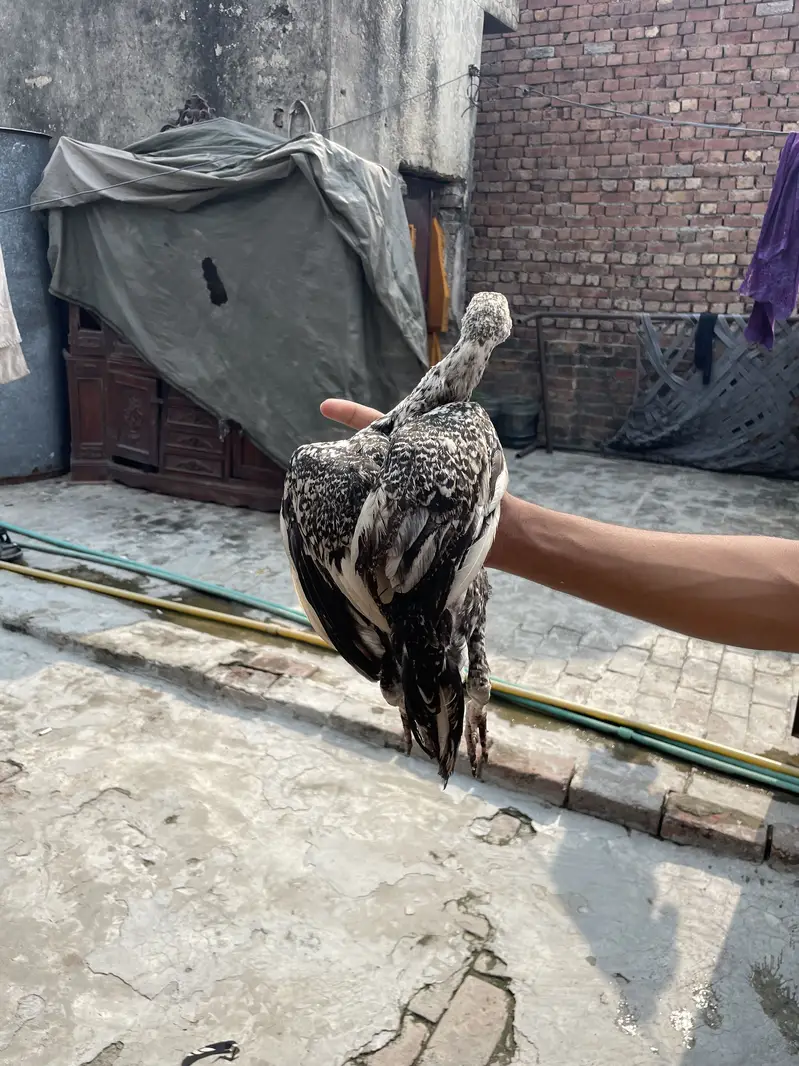 Mianwali Aseels Chicks — photo 8