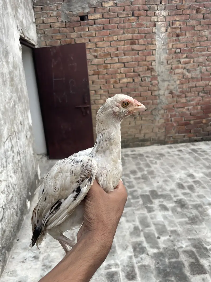 Mianwali Aseels Chicks — photo 9