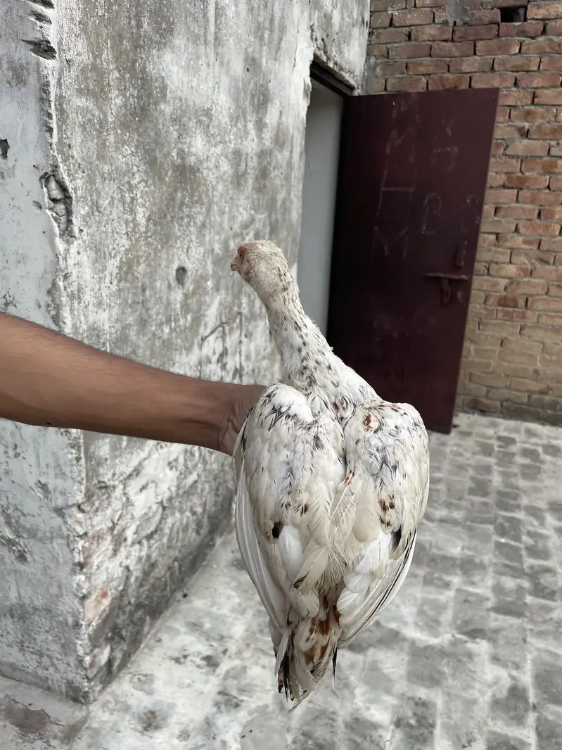 Mianwali Aseels Chicks — photo 10