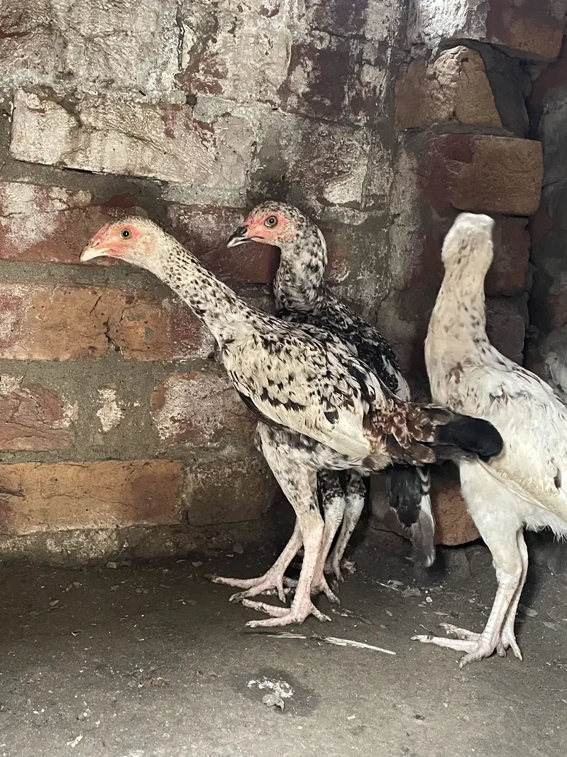 Mianwali Aseels Chicks — photo 11