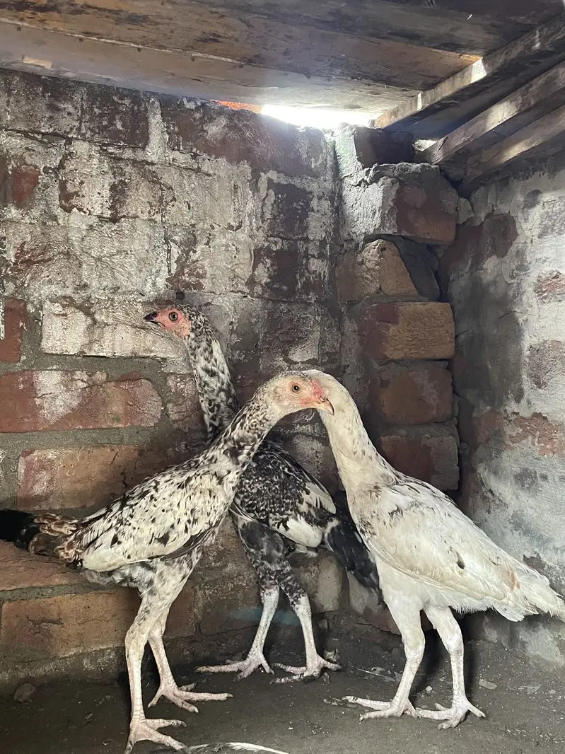 Mianwali Aseels Chicks — photo 12