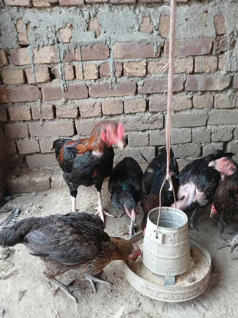 Pure Amratsari — photo 5