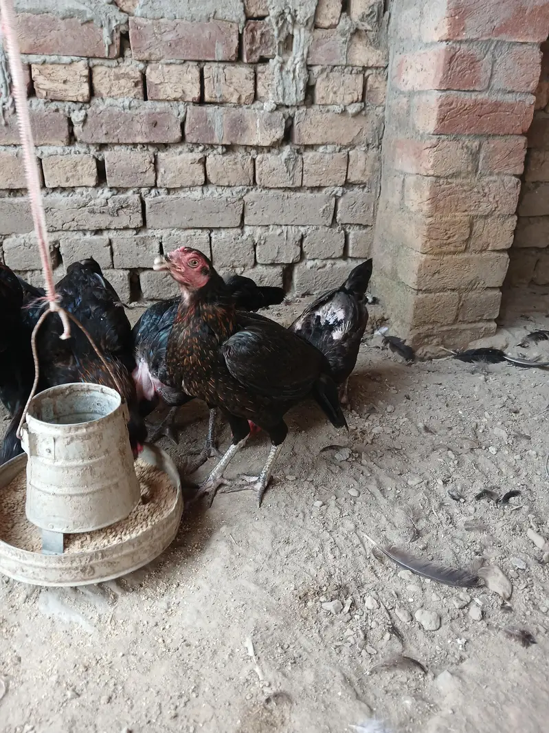 Pure Amratsari — photo 6