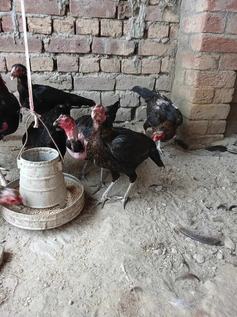 Pure Amratsari — photo 8