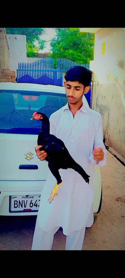 aseel