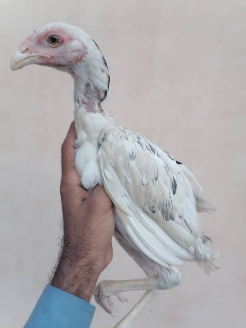 Cheeni aseel pathi 1