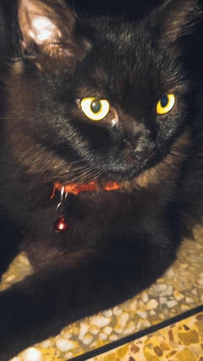 Rare Black Persian cat