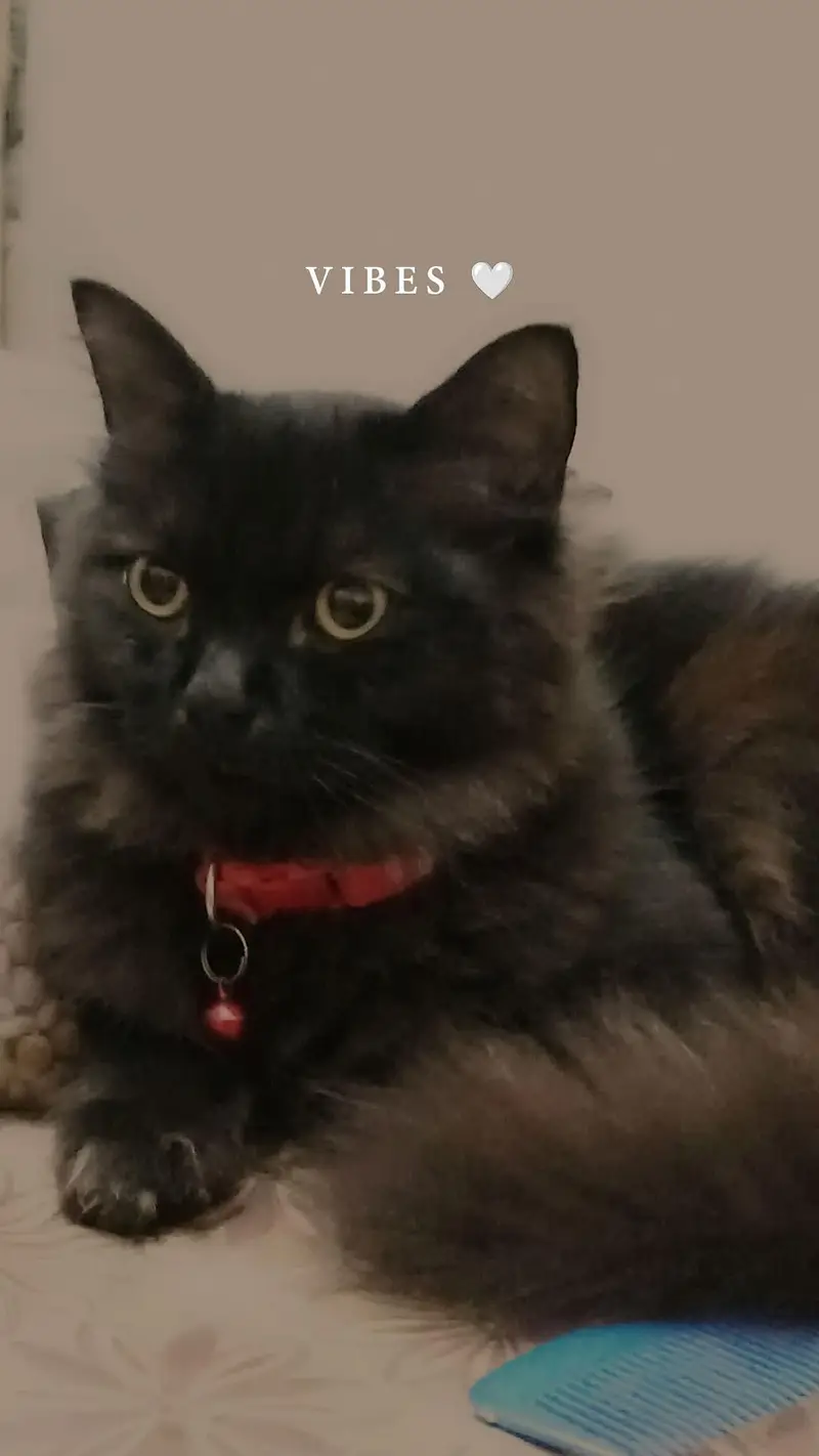 Rare Black Persian cat — photo 2