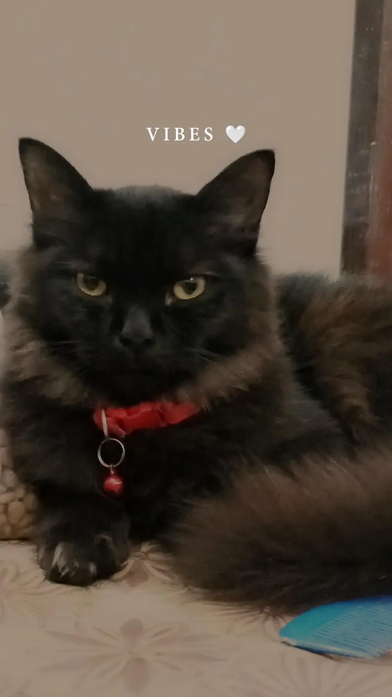 Rare Black Persian cat — photo 3