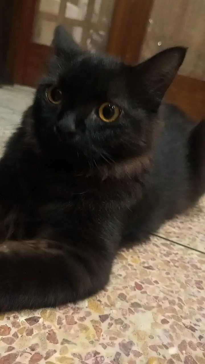 Rare Black Persian cat — photo 4