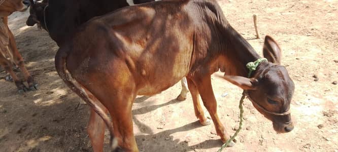 cow and bachri for sale