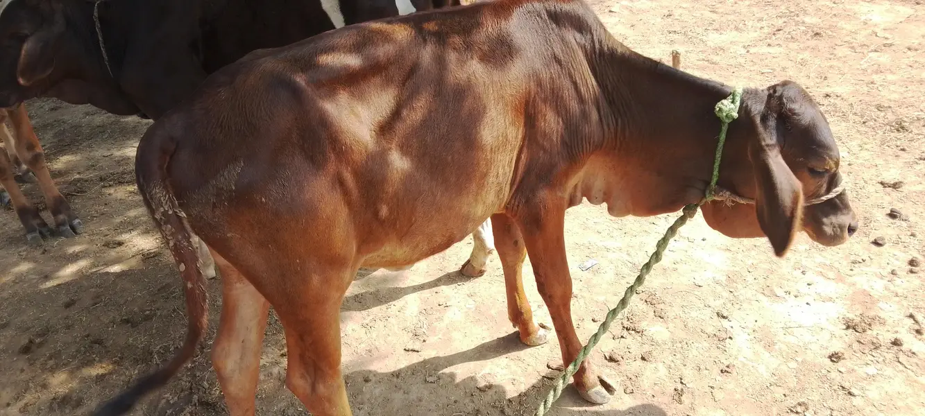 cow and bachri for sale — photo 2