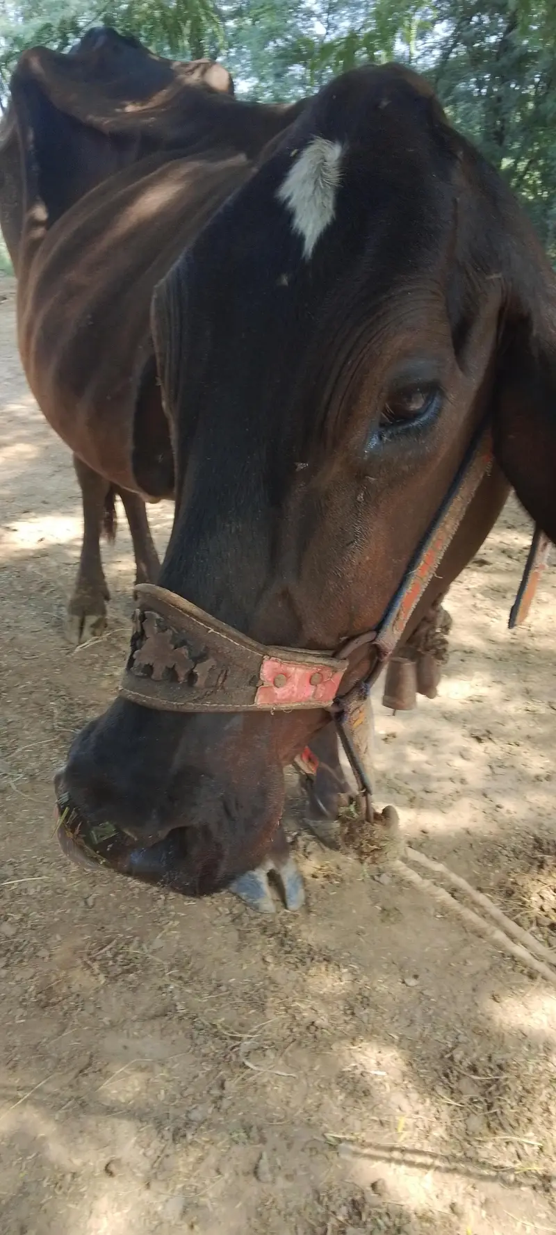 cow and bachri for sale — photo 3
