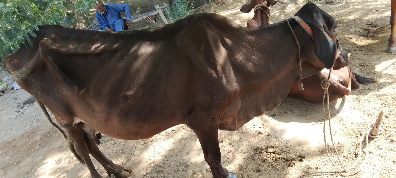 cow and bachri for sale — photo 4