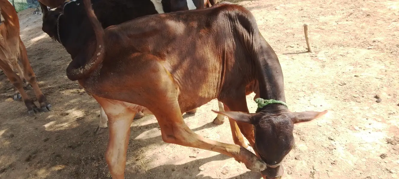 cow and bachri for sale — photo 5