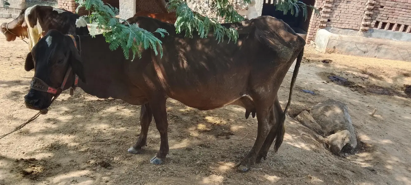cow and bachri for sale — photo 6