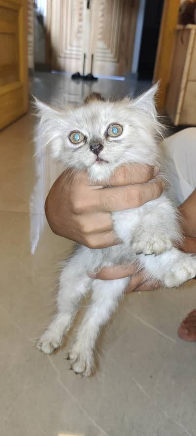 Persian Gry kitten's