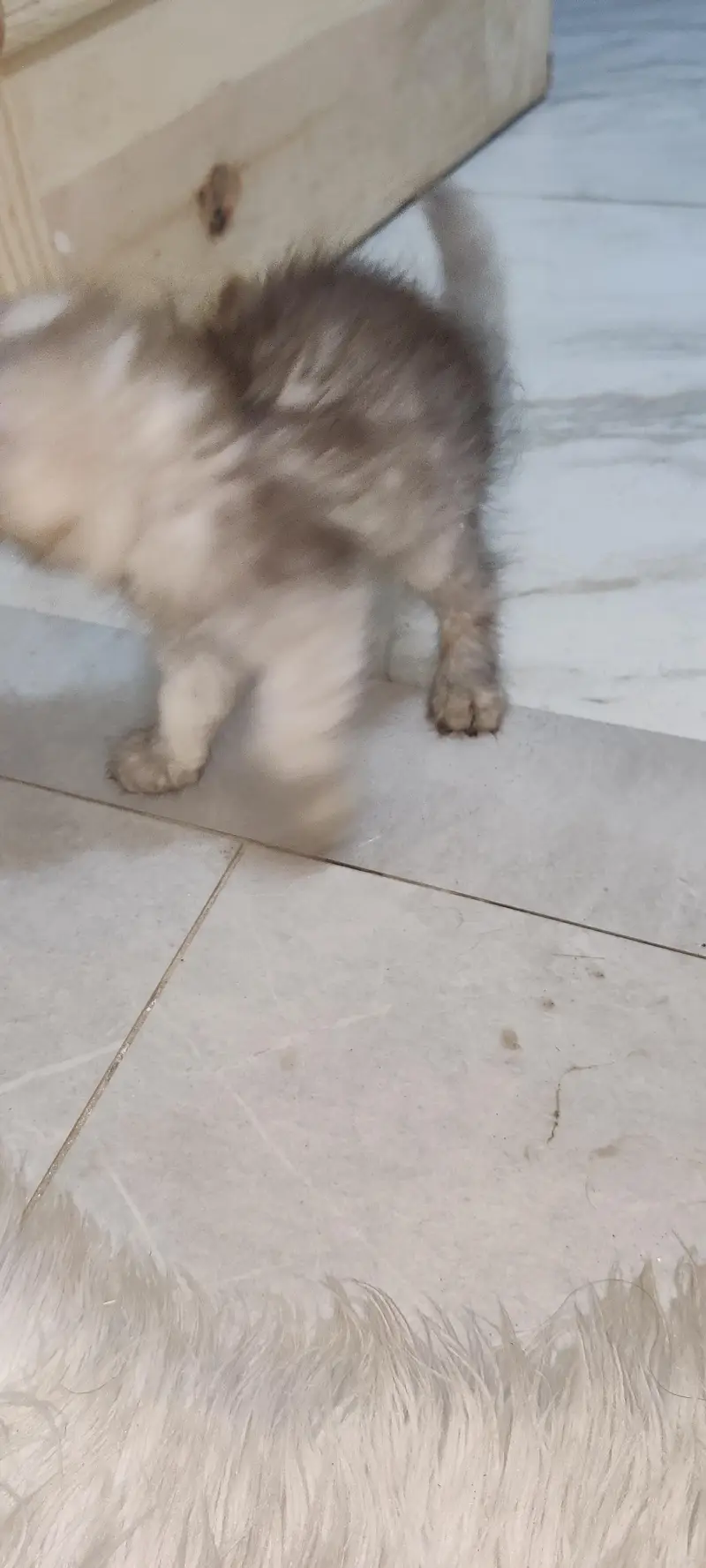 Persian Gry kitten's — photo 2