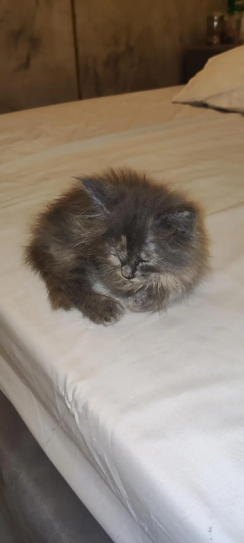 Persian Gry kitten's — photo 3