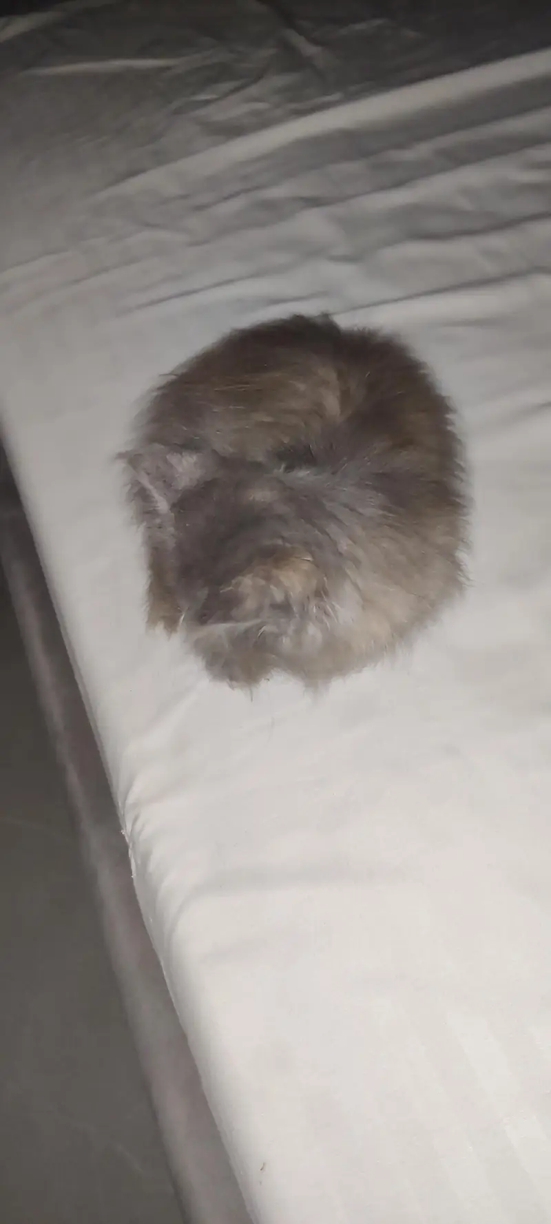 Persian Gry kitten's — photo 4