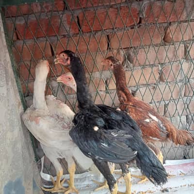Aseel white shamo 1 pair 2 pair black pair
