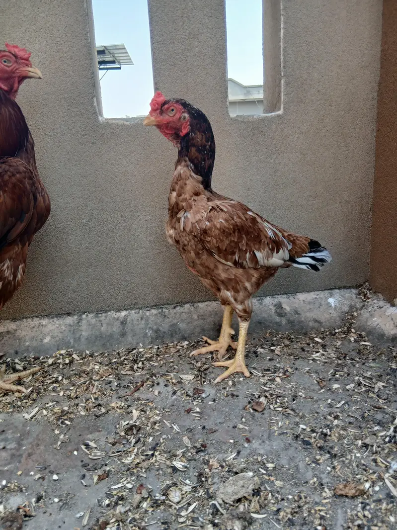 mianwali aseel madi — photo 2