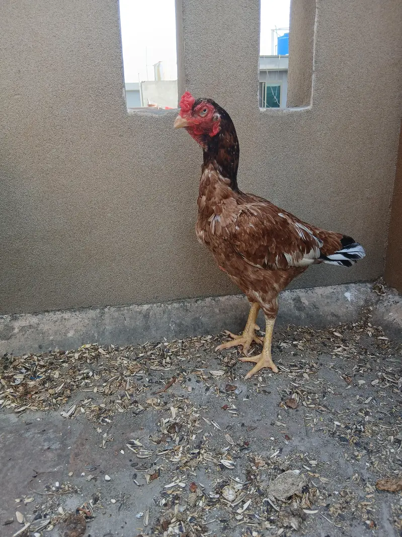 mianwali aseel madi — photo 3