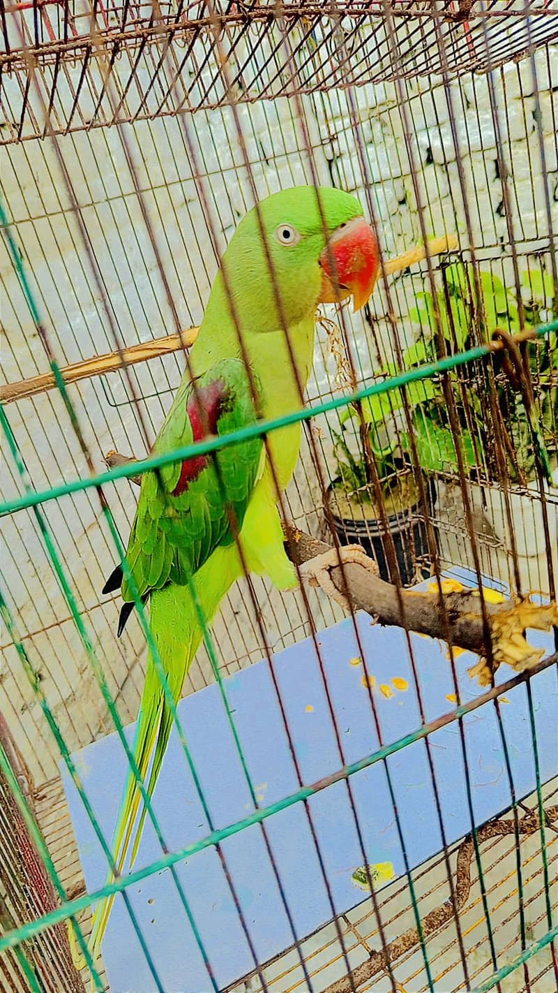 raw parrot 0