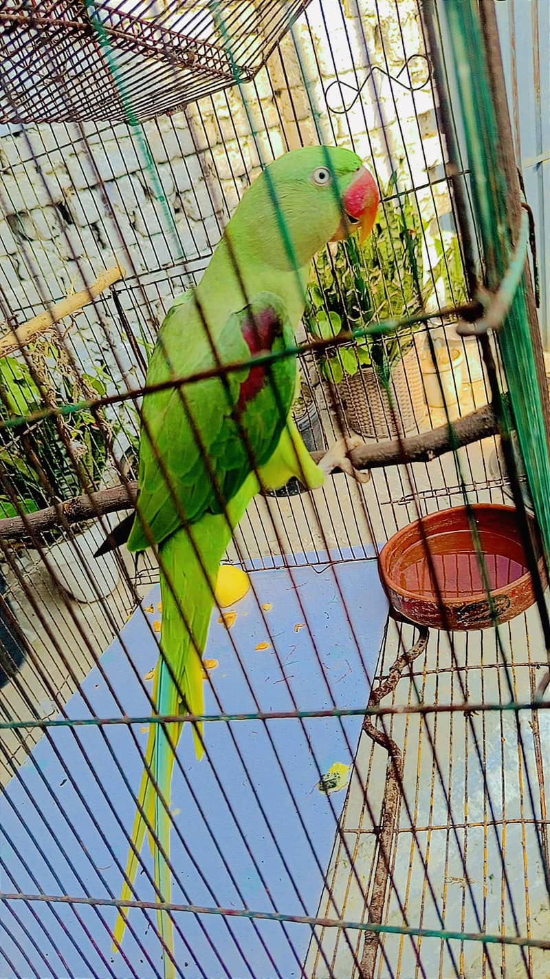 raw parrot 1