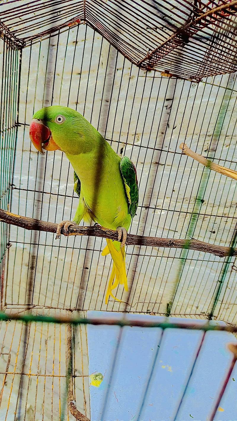 raw parrot 2