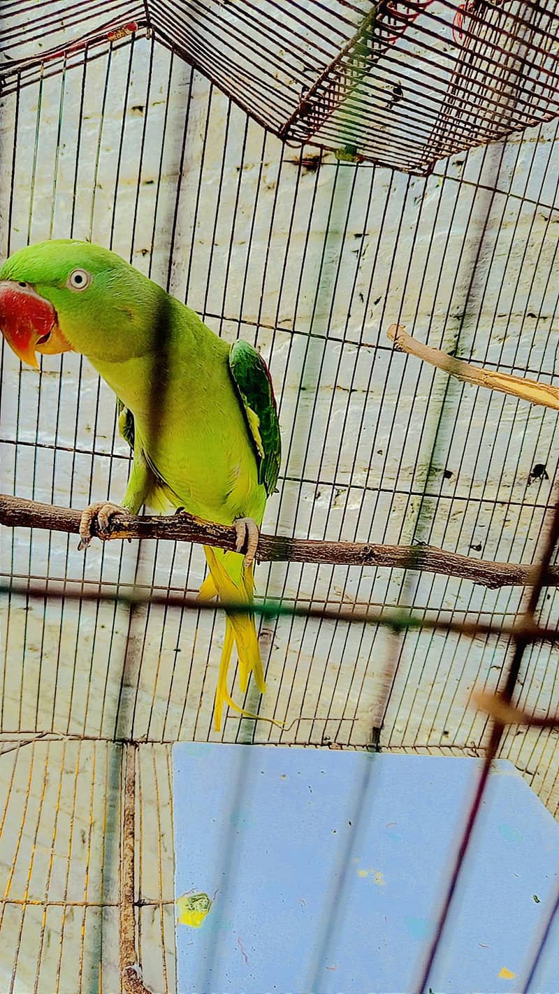 raw parrot 3