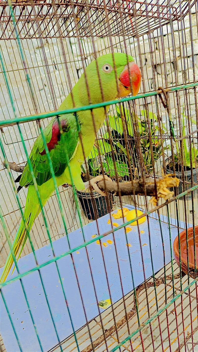 raw parrot 4