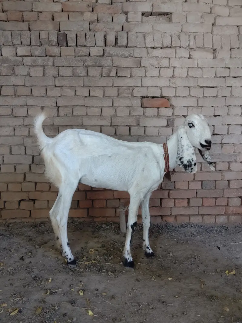 Pure desi nai ha . desi ka kras ha. — photo 5