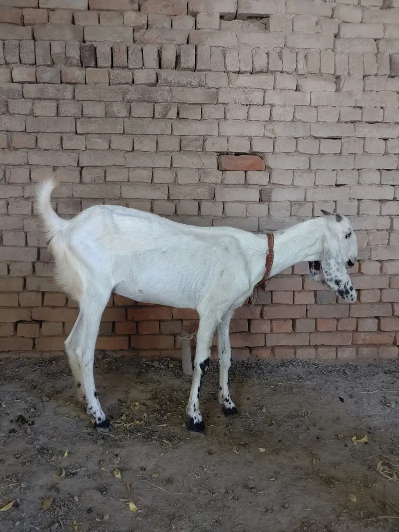 Pure desi nai ha . desi ka kras ha. — photo 6
