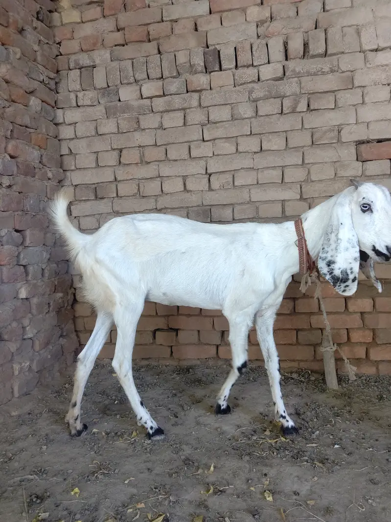 Pure desi nai ha . desi ka kras ha. — photo 7