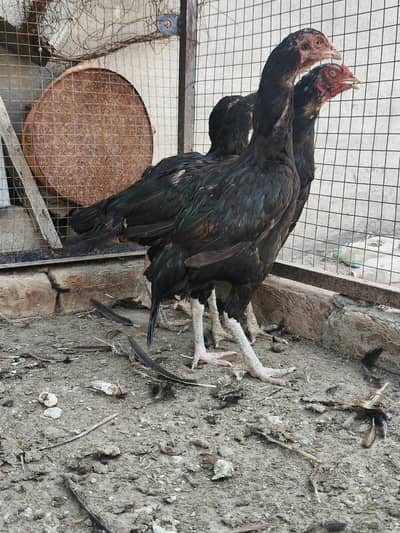 mianwali Aseel hens