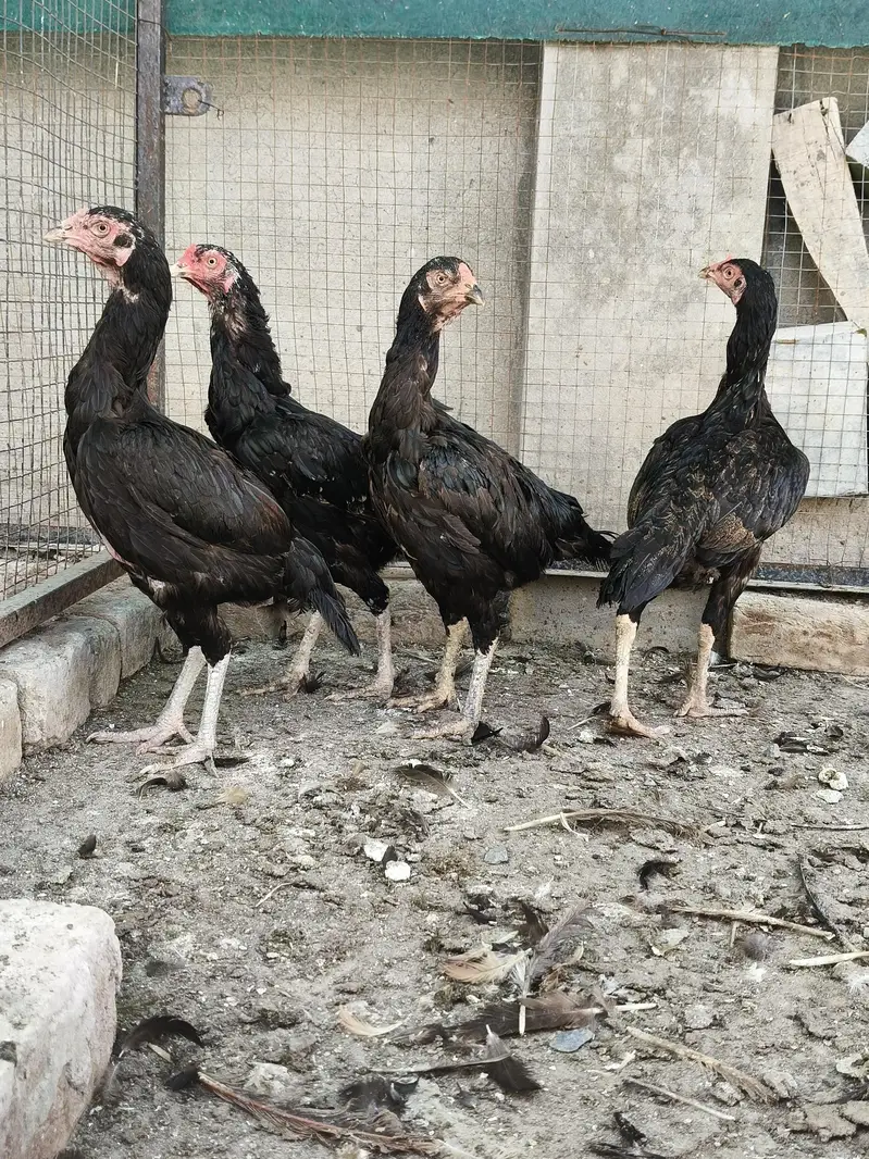 mianwali Aseel hens — photo 2