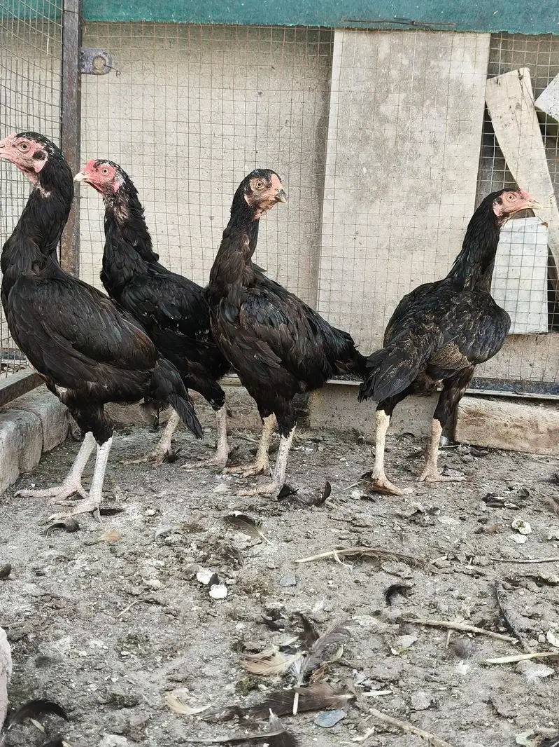 mianwali Aseel hens — photo 3