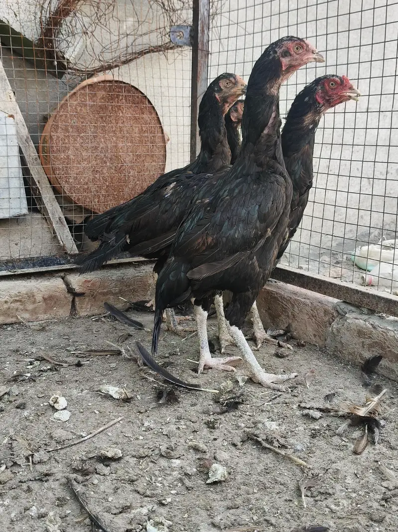 mianwali Aseel hens — photo 4